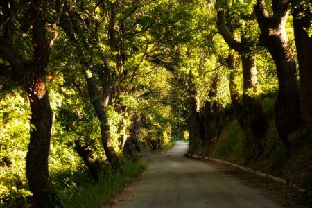 Foto de Camino en un túnel de árboles entre bosques, hermoso bosque - Imagen libre de derechos