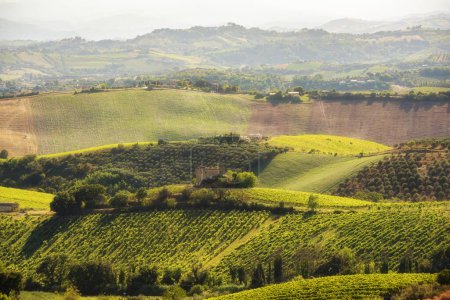 Foto de Paisaje rural con viñedos en tierras agrícolas - Imagen libre de derechos