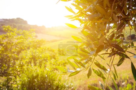 Photo for Olive trees lit by sun in summer - Royalty Free Image