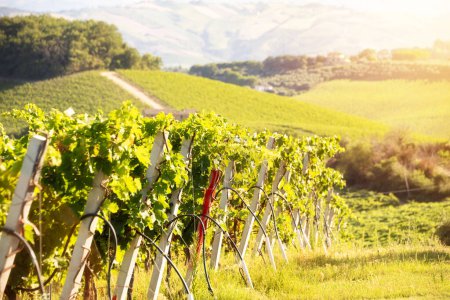 Téléchargez les photos : Paysage rural avec vignoble sur colline éclairée par le soleil en été - en image libre de droit