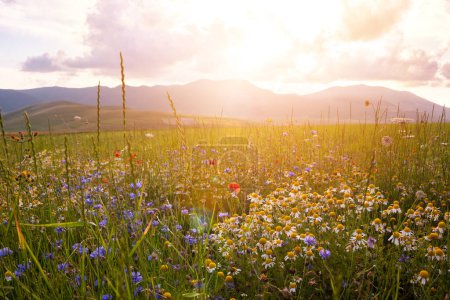 Photo for Daisies and other wild flower on summer meadow on sunset - Royalty Free Image