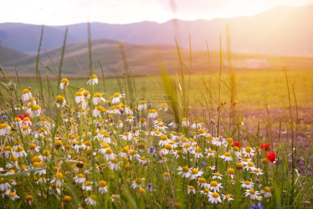 Photo for Daisies and other wild flower on summer meadow on sunset - Royalty Free Image