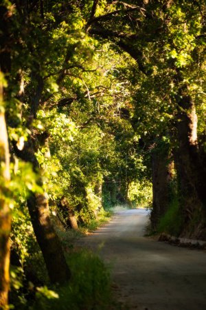 Foto de Camino en un túnel de árboles entre bosques, hermoso bosque - Imagen libre de derechos