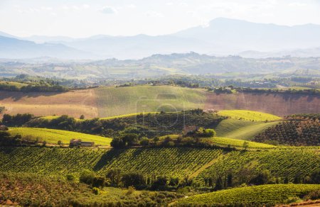 Foto de Paisaje rural con viñedo en la colina iluminado por el sol en verano - Imagen libre de derechos