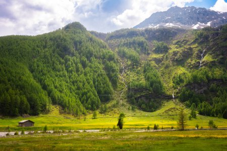 Photo for Mountain valley with yellow flowers meadow in spring in Switzerland - Royalty Free Image