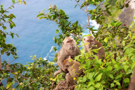 Photo for Monkey family in natural habitat among trees by ocean on Bali island in Indonesia - Royalty Free Image