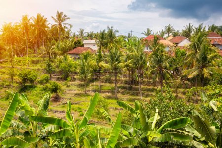 Foto de Casas de pueblo entre bosque tropical con palmeras en Bali, Indonesia - Imagen libre de derechos