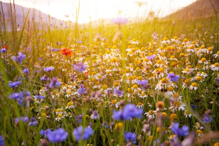 Téléchargez les photos : Marguerites et autres fleurs sauvages sur la prairie d'été au coucher du soleil - en image libre de droit