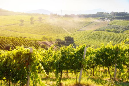 Téléchargez les photos : Paysage rural avec vignoble sur colline éclairée par le soleil en été - en image libre de droit