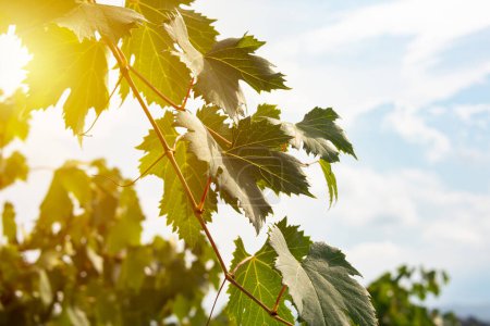 Téléchargez les photos : Branches et feuilles de vigne dans un vignoble ensoleillé - en image libre de droit