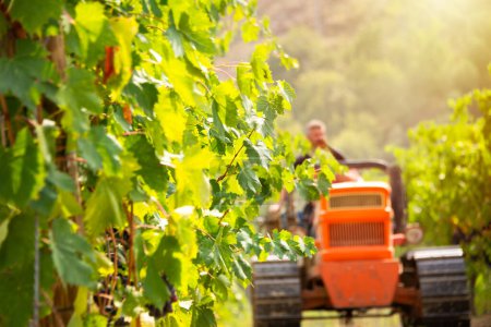 Photo for Harvesting grapes in vineyard with a tractor - Royalty Free Image