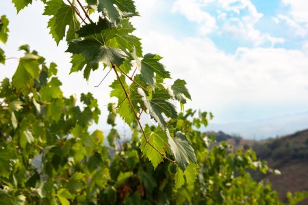 Téléchargez les photos : Branches et feuilles de vigne dans un vignoble ensoleillé - en image libre de droit