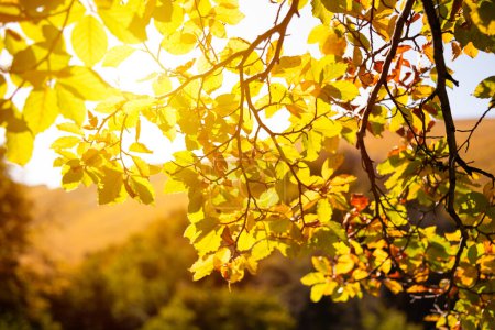 Téléchargez les photos : Branche d'arbre aux feuilles jaunes en automne - en image libre de droit