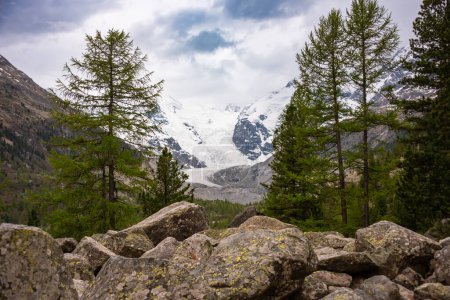 Foto de Paisaje de montaña, picos de nieve y bosque debajo - Imagen libre de derechos