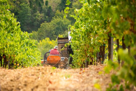 Téléchargez les photos : Récolte du raisin dans le vignoble avec un tracteur - en image libre de droit