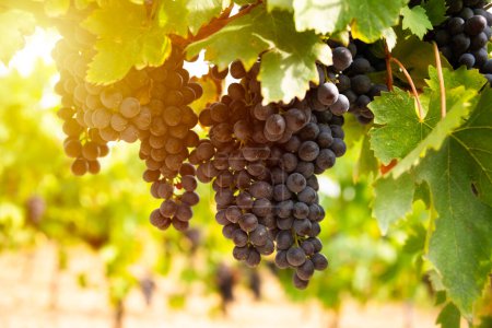 Téléchargez les photos : Raisins mûrs poussant sur la vigne dans un vignoble ensoleillé - en image libre de droit