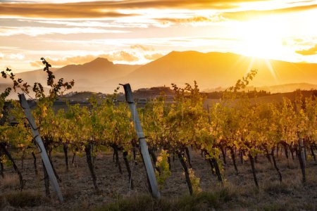 Foto de Puesta de sol en el campo con viñedo en otoño - Imagen libre de derechos
