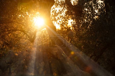 Foto de Ramas de olivos iluminadas por el sol - Imagen libre de derechos