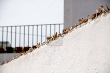 Téléchargez les photos : Une corniche d'un mur peint en blanc, sur lequel de nombreux morceaux de verre sont attachés pour empêcher les oiseaux de s'asseoir sur le mur. - en image libre de droit