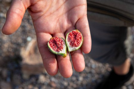 Photo for A hand holding a split fig. The inner part of the fruit, consisting of red flesh, is clearly visible. The exterior of the fruit is still green - Royalty Free Image