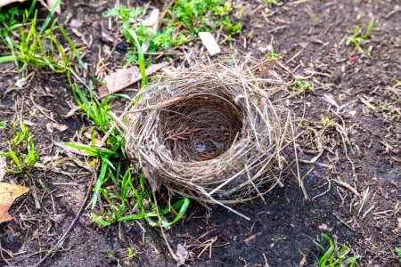 Abandoned bird nest on soil, with strands of grass and leaves around it, showcasing nature's cycle