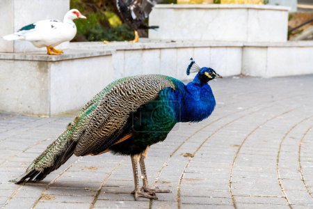 Cartagena, Murcia - Spain - 01-16-2024: A peacock and duck share a plaza, showcasing urban wildlife in Cartagena