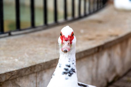 Carthagène, Murcie - Espagne - 16-01-2024 : Un canard de Barbarie avec des bruits rouges distinctifs dans un parc urbain