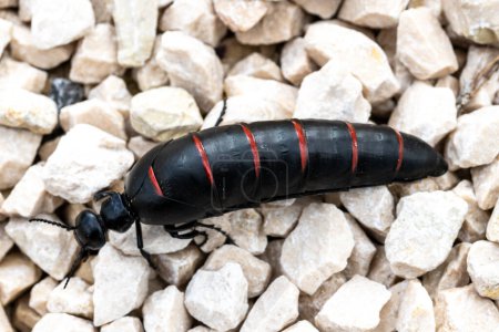 Berberomeloe majalis, également connu sous le nom de scarabée huileux à rayures rouges, sur des cailloux légers, présentant un corps segmenté distinctif et des antennes