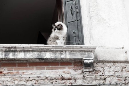 Venedig, Venetien - Italien - 06-09-2021: Eine flauschige Katze blickt von einem in die Jahre gekommenen venezianischen Fenstersims auf Passanten