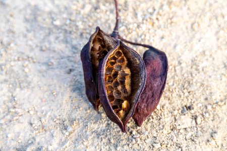Puerto de Mazarron, Murcia - Spain - 01-18-2024: An open seed pod of Brachychiton populneus or lacebark kurrajong reveals its contents on the dry ground, hinting at new life