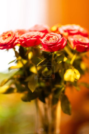 Brieselang, Brandenburg - Deutschland - 14.11.2021: Großaufnahme frischer roter Rosen in einer klaren Vase, umhüllt von weichem, warmem Licht