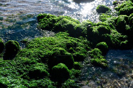 Cabo de Gata, Almeria - Spanien - 23-01-2024: nlight funkelt auf grünen Algen und klarem Wasser über Küstenfelsen
