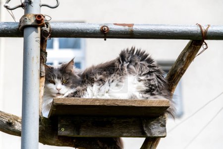 Photo for Bautzen, Saxony - Germany - 04-10-2021: A fluffy grey and white cat reclines lazily on an old wooden shelf - Royalty Free Image