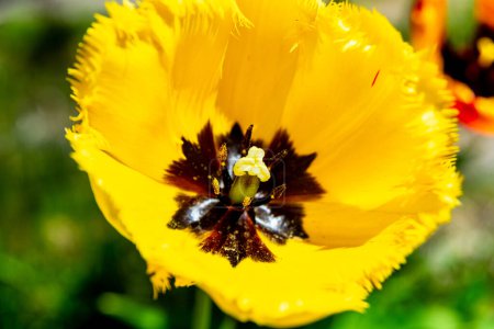 Superbe gros plan d'une tulipe jaune frangée, aux pétales bordés de textures délicates, aux couleurs vives, aux anthères délicates et à son centre étoilé noir