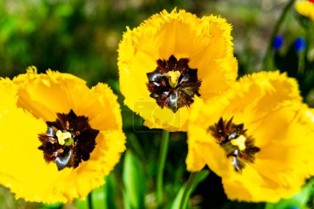 Lebendige gelbe Tulpen mit dunklen Zentren, gelben Stempeln und fransigen Blütenblatträndern blühen unter der strahlenden Frühlingssonne.