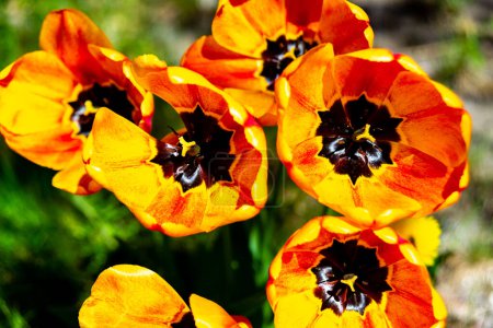 Vibrant orange tulips with dark centers bloom under the bright spring sunlight