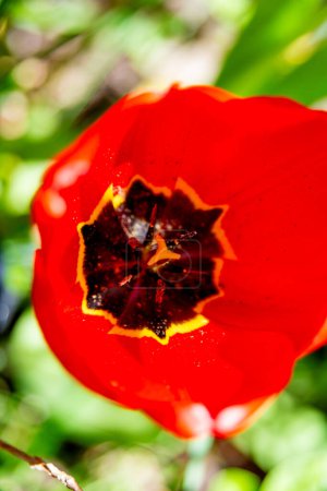 Nahaufnahme der inneren Schönheit einer leuchtend roten Tulpe mit leuchtenden Farben, zarten Antheren und ihrem schwarzen Sternenzentrum