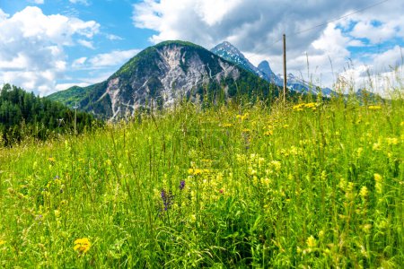 Photo for Alpen, South Tyrol - Italy - 06-07-2021: Scenic view of a vibrant alpine meadow with mixed mountain peaks in the background, some green, some partly snow-covered - Royalty Free Image