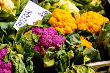 Treviso, Venetien - Italy - 06-08-2021: Vibrant purple and orange cauliflowers nestled in green leaves, marked with a price tag