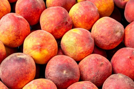 Treviso, Venetien - Italy - 06-08-2021: Ripe round, red and yellow peaches, neatly arranged for sale at an Italian market