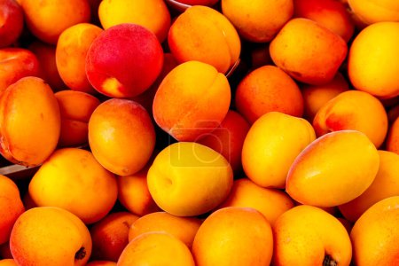 Treviso, Venetien - Italy - 06-08-2021: Ripe, juicy and sweet, yellow and red apricots, neatly arranged for sale at an Italian market