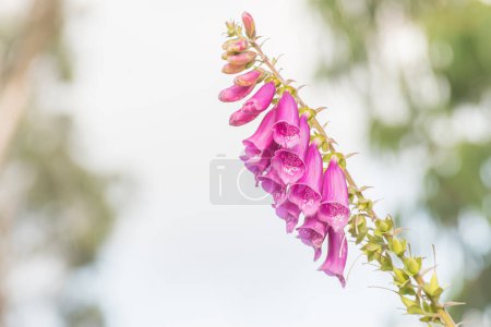 Photo for Digitalis purpurea flowers growing on plant in summer outdoors - Royalty Free Image