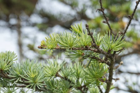 Photo for Atlas cedar branch with green needles growing in spring outdoor - Royalty Free Image
