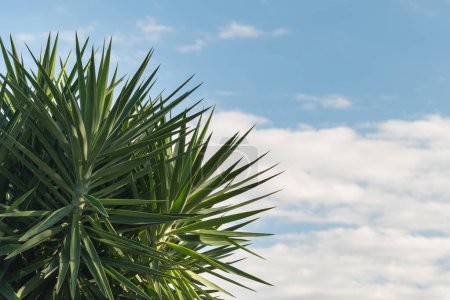 Photo for Yucca elephantipes with sunlight and blue sky with clouds outdoor - Royalty Free Image