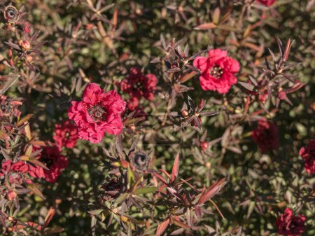 Foto de Tea Tree planta con flores rojas leptospermum scoparium - Imagen libre de derechos