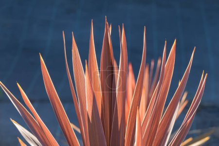 Téléchargez les photos : Cordyline australis herbe rouge plante poussant en plein air gros plan en été - en image libre de droit