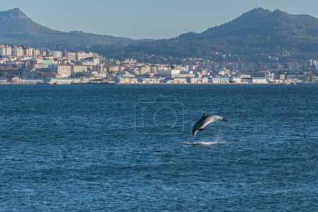 Photo for Dolphin jumping over the sea in Vigo bay in Spain in summer - Royalty Free Image
