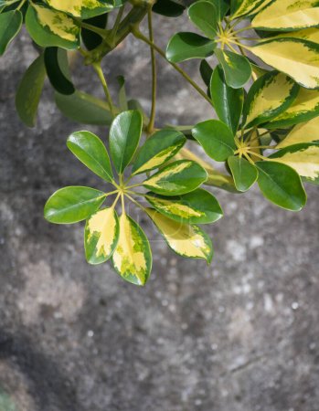 Schefflera arboricola variegata plant with sun-dappled leaves against a stone wall