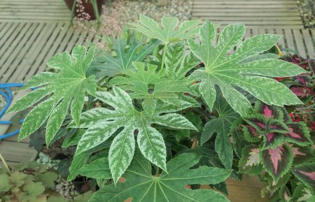 Fatsia Japonica Spider Web also known as Aralia is a resilient indoor plant with large and striking leaves