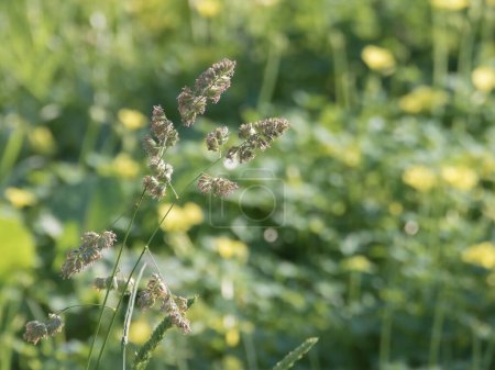 Close-up view of dactylis glomerata, also known as orchard grass, growing in a sunny meadow